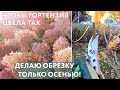 Осенняя обрезка гортензий: делаю только так уже 8 лет и результат неизменно радует!