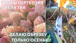 картинка: Осенняя обрезка гортензий: делаю только так уже 8 лет и результат неизменно радует!