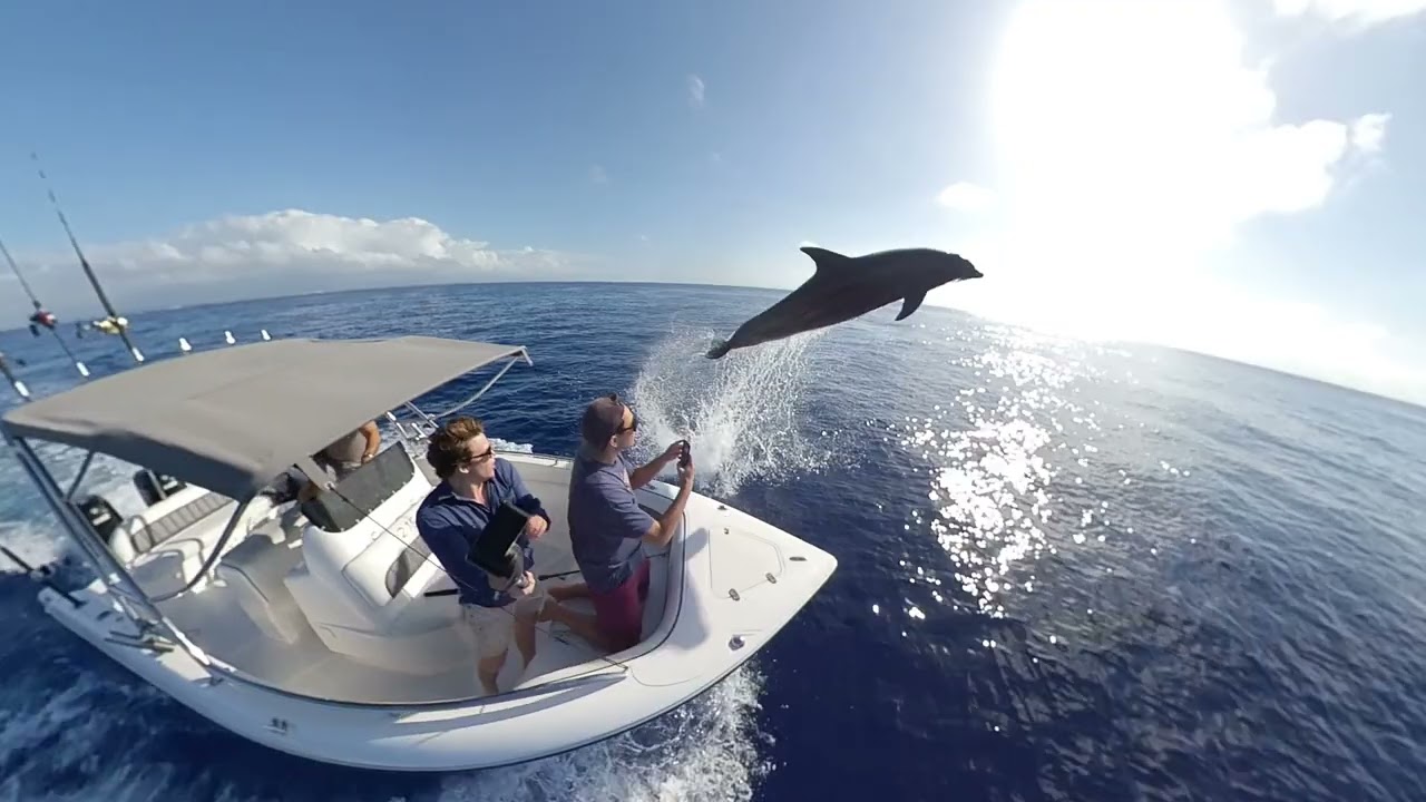 Dolphin Swimming Next to a Boat Jump Really High Out of Water Before Diving Back In