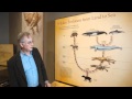 Richard Dawkins: Show Me the Intermediate Fossils! - Nebraska Vignettes #1