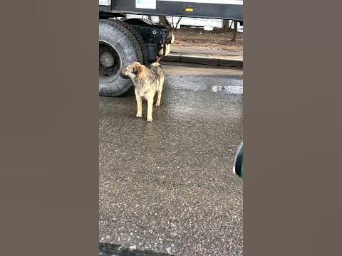 Видео покупателей HOONT. Ультразвуковой отпугиватель собак/Дрессировка ...