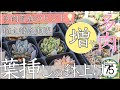 【多肉植物】初心者でもできる！多肉植物の葉挿し苗を植え替えを解説します！