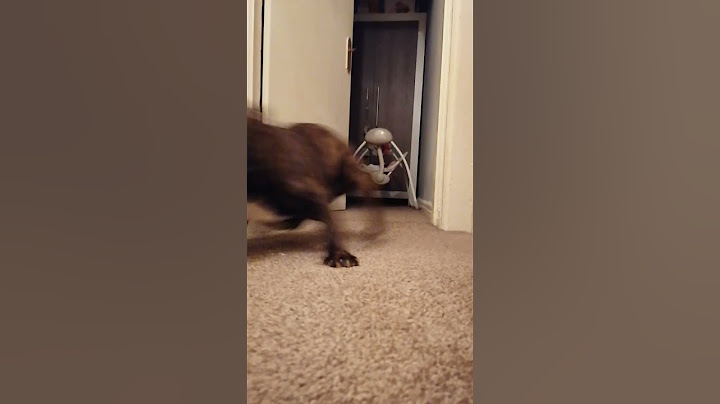French Bulldog Has Too Much Energy during Playtime || ViralHog