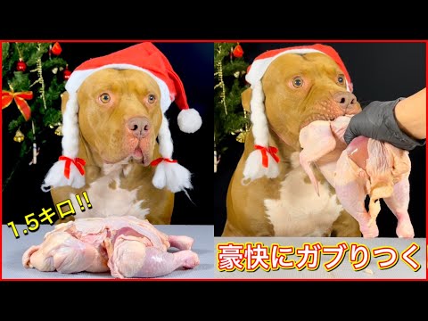 【大食い】サンタさんが豪快に丸鶏をガブりつく!!クリスマス前に見たくなるASMR動画！