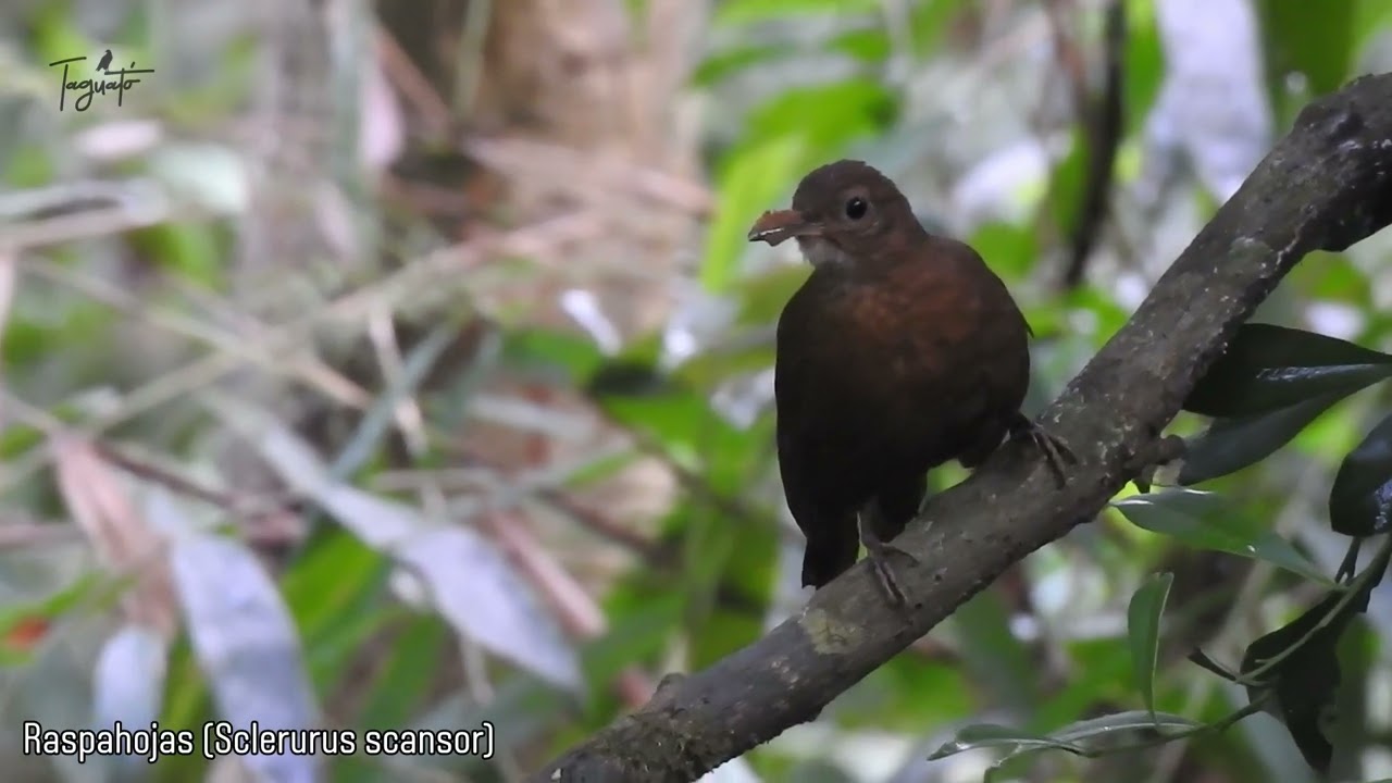 Raspahojas (Sclerurus scansor)