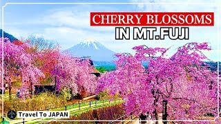 The Best Place to See Cherry Blossoms in Mt.Fuji | Saiko Iyashi no Sato Nenba | Travel to Japan🇯🇵