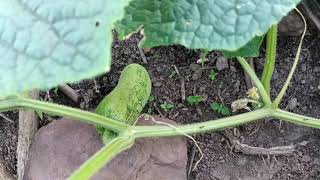 Hnub No Mu De Zaub Thiab Saib Dib Nawb 2021