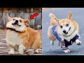 Funny and Cute corgi puppies videos compilation 2021❤ Cutest corgis Ever!