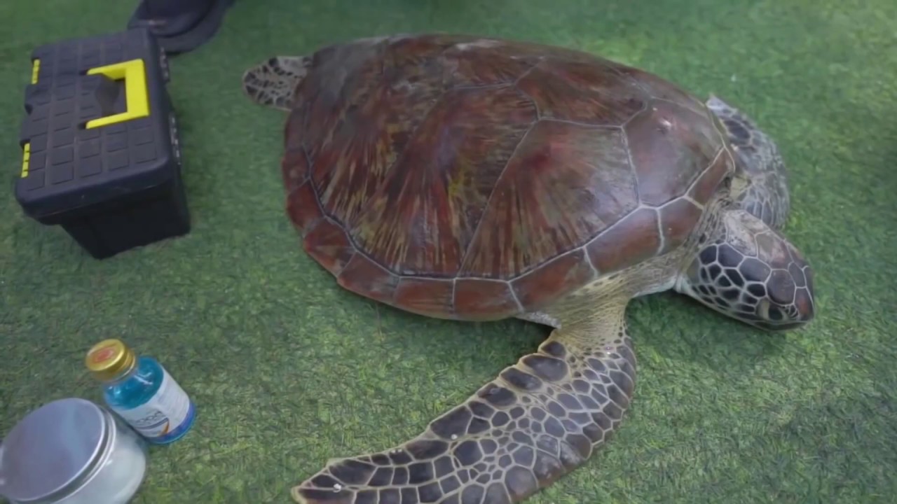 seaturtle rescue seaturtle rescue