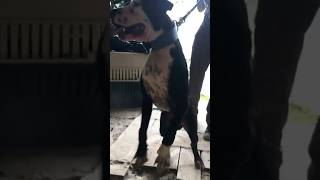 Real American Pitbull Terrier