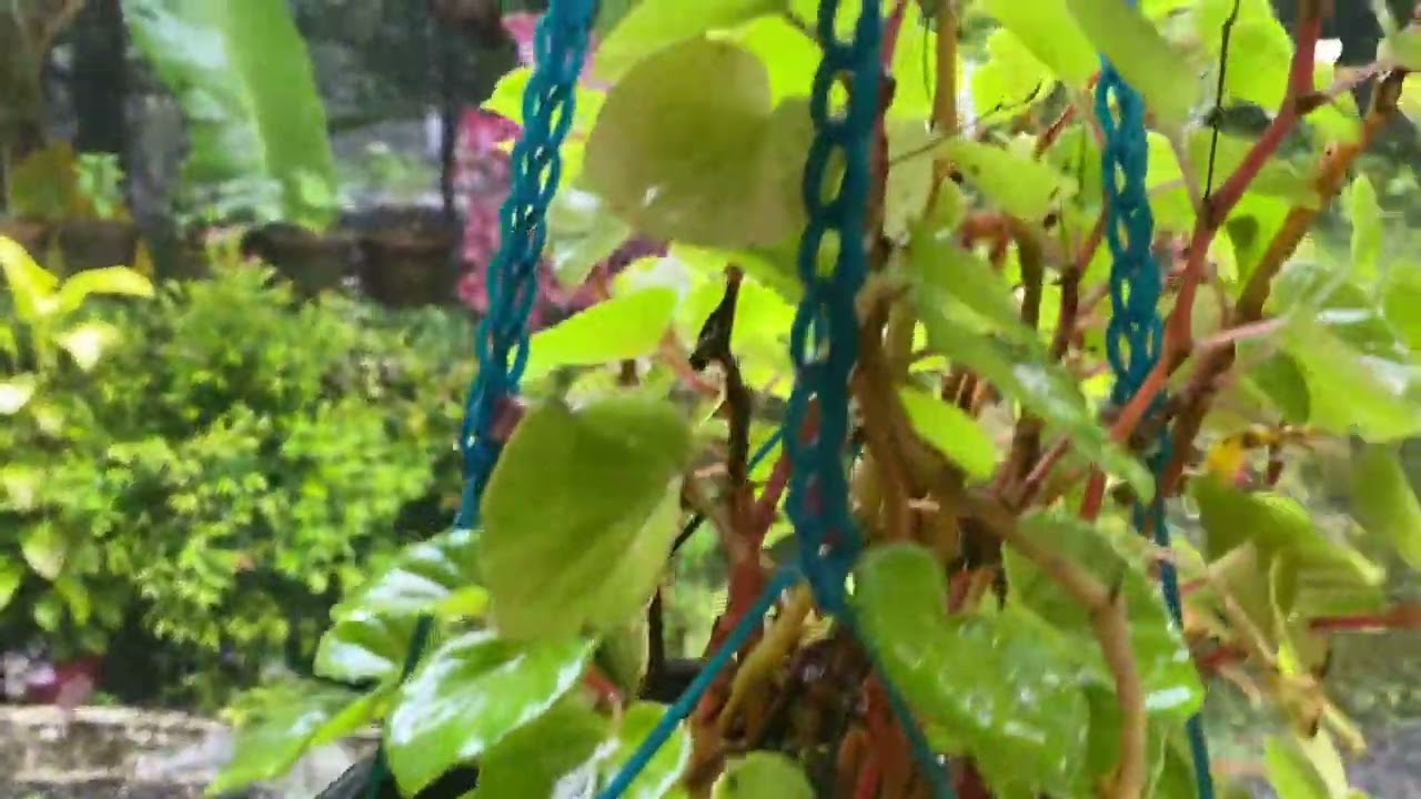 “Life’s not about waiting for the storm to pass.It’s about learning to dance in the rain.”