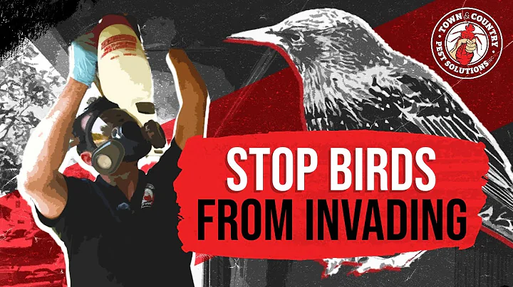 Stop Birds Invading Your Soffit | Around Town