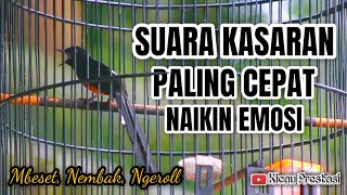 OCEHAN MURAI BATU TARUNG PALING CEPAT UNTUK MEMANCING EMOSI MURAI BATU