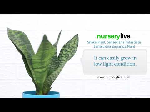 Snake Plant - Sansevieria Trifasciata, Sansevieria Zeylanica - Plant | nurserylive