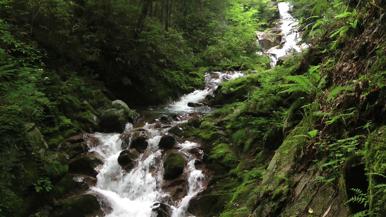 【自然音】川の流れる景色 / 川のせせらぎ / Forest stream / River Sounds / Relaxation - YouTube