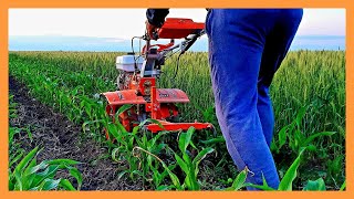 La Prasit Porumbii Cu Motocultorul Motosapa Ruris 731K Acc Si Cultivatorul Ruris Ts 103