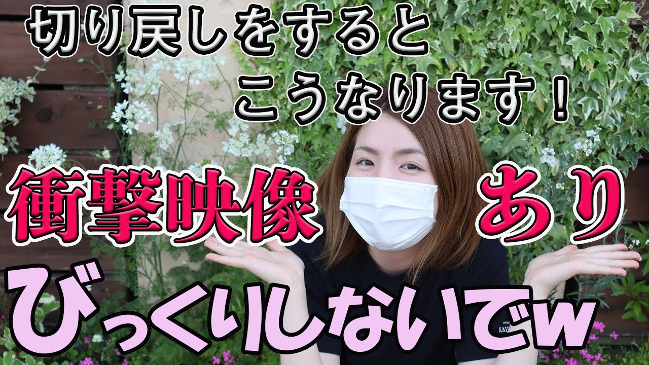 切り戻し　何回も楽しめる　お花咲きます  衝撃映像　ビオラ　植物　花壇【おうちでガーデニング】開花園チャンネル