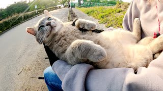 おデブな灰色猫がボランティアさんのひざの上で可愛がられる