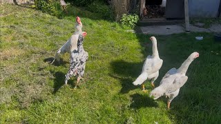 best White Shamo In The World