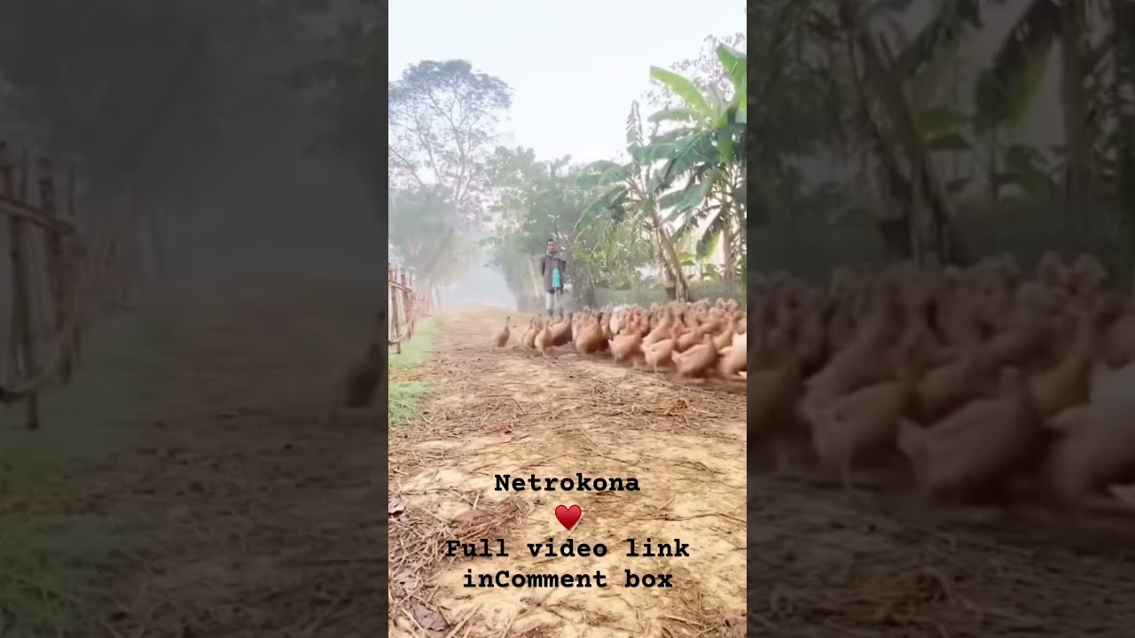 Netrokona হাওড়।। #nature #reels #youtubeshorts #নেত্রকোনা #hawor