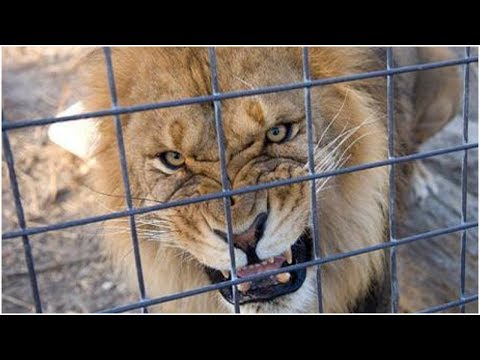 Vidéo: Des Lions Négligés Découverts En Afrique Du Sud