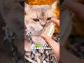 This Cat Made Her Owner Rich 💵 🐱