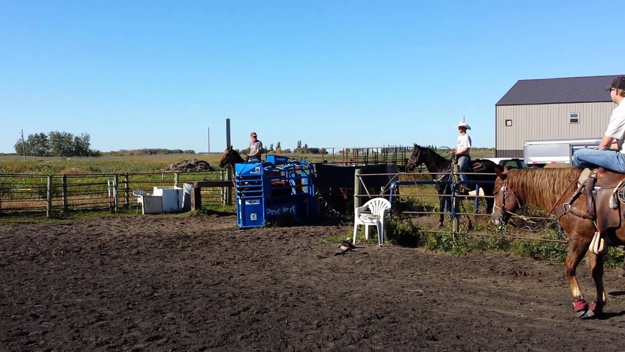 Head horse for sale YouTube