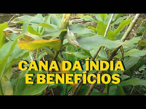 Cana da Índia e benefícios - YouTube