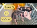 Saiba os principais cruzamentos de Suínos ( Porcos ) 🐷