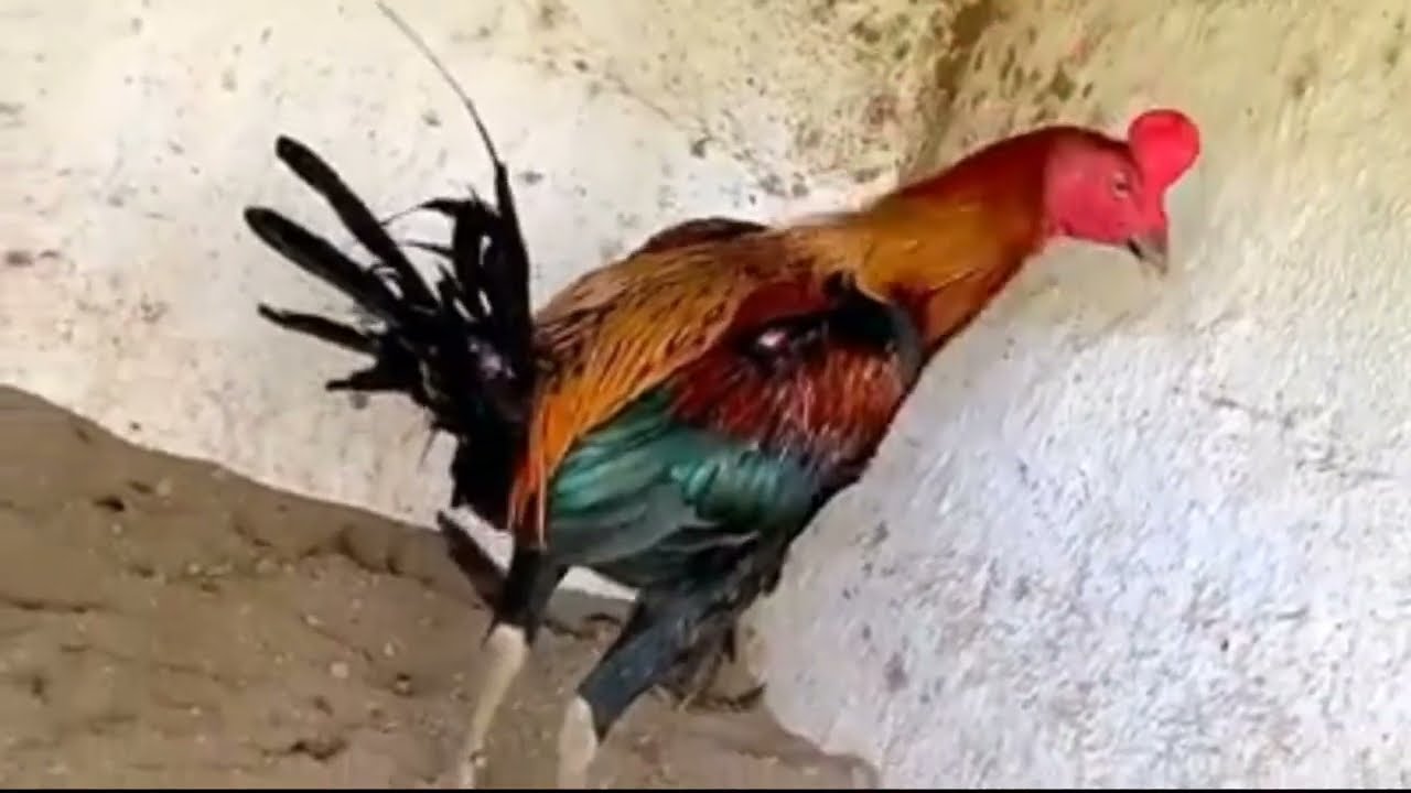 PURE PERUVIAN NAVAJERO 5 KILOS UP BIG BREED | MARTIN WILDER