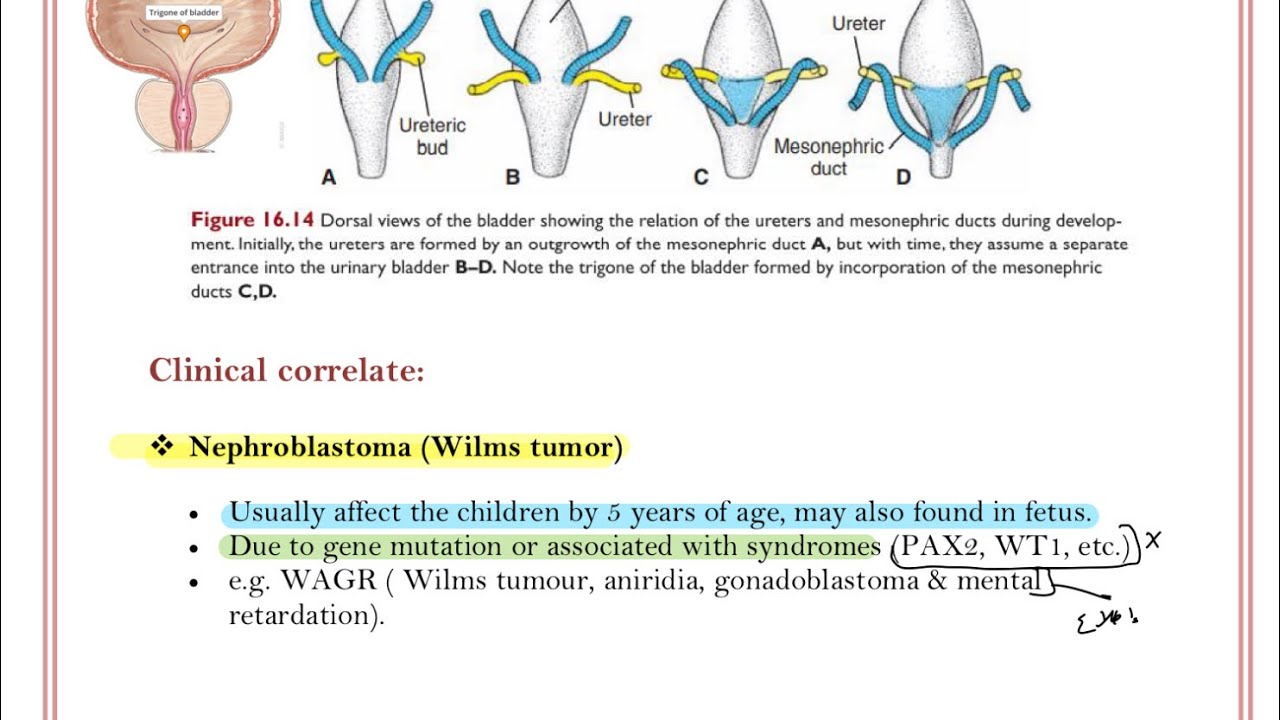 Embryology (Development of the renal system)/ p2