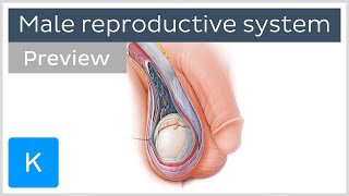 Male reproductive system (preview) - Human Anatomy | Kenhub