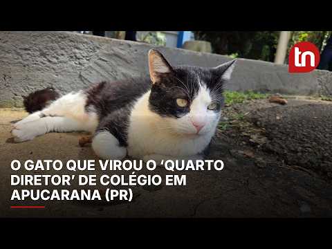 O gato que virou o ‘quarto diretor’ de colégio em Apucarana (PR)