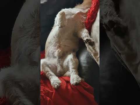 ديفا الكلب المتكلم من هو كاليغولا 