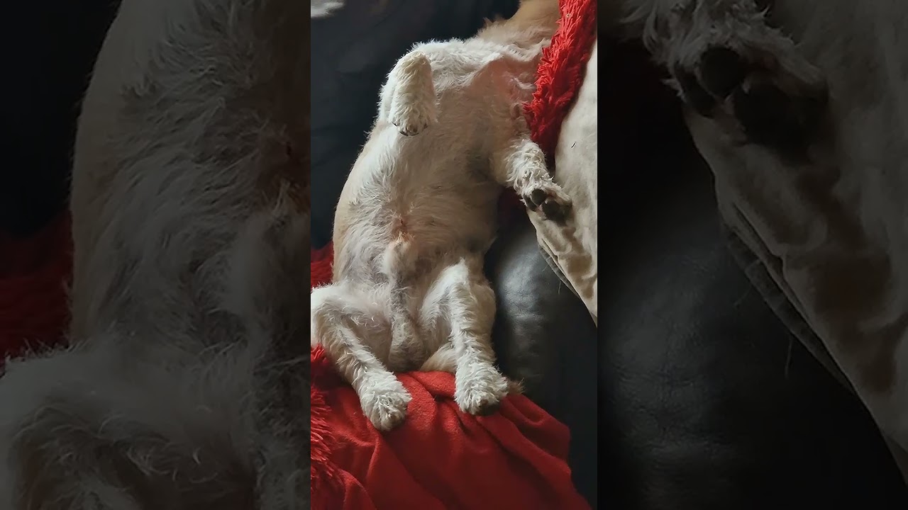 Дифа, говорящая собака. Кто такой Калигула?