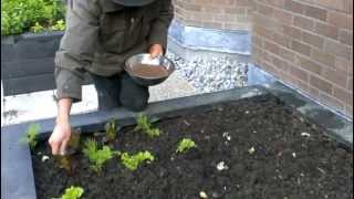 Sowing The Green Manure phacelia