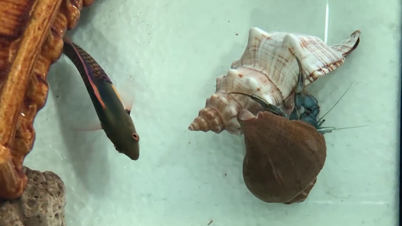 【SSTV】 How Does Hermit Crab Change Shell | New Home - YouTube