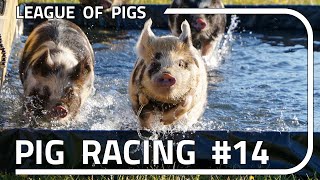 League of Pigs - Season 4 - Round 2!