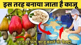 काजू कैसे बनता है ? | kaju kaise banta hai | How to make cashew nut | Kaju ka ped kaisa hota hai