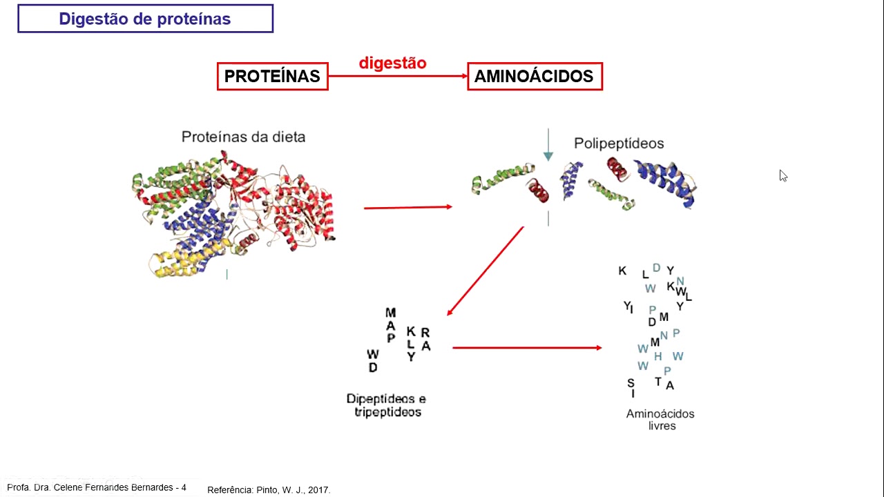 Digestão proteínas, absorção e metabolismo de aminoácidos - Videoaula de "Bioquímica"