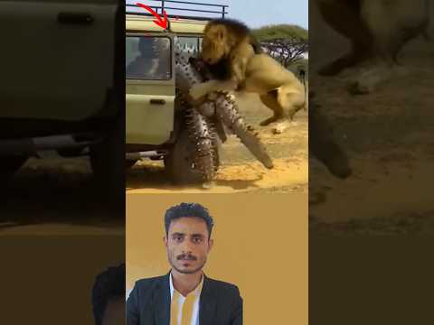 الأسود هجمت على الرجل لكن النبال الصغيرة كانت درعه الوحيد الذي أنقذه