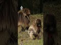 الجيلادا.. القرد الذي استبدل الأشجار بالمراعي