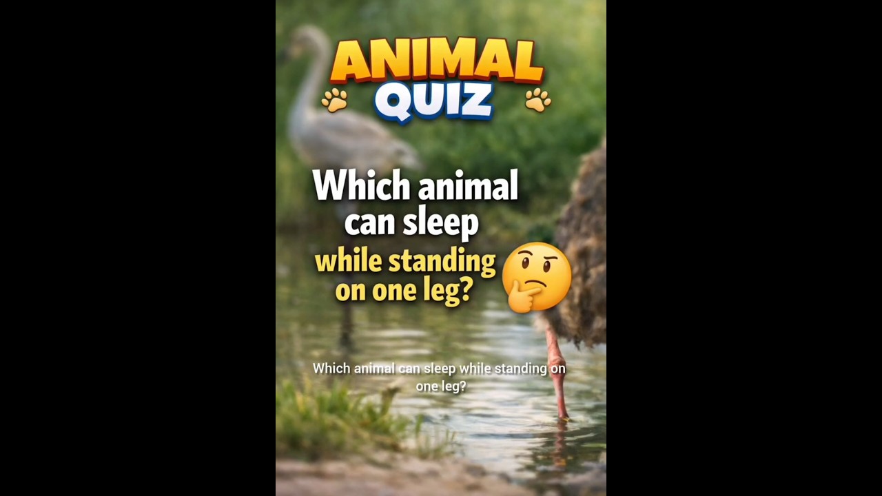 Animal Quiz #1 | Can You Guess This Animal?