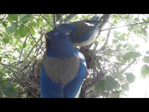 Scrub Jay Nest chick activity raw footage 4-28-2015 (17 clips) V18016
