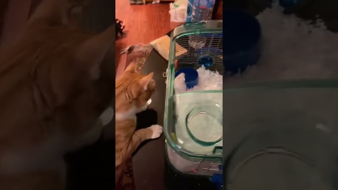 My cat meeting the hamster for the first time 😻 