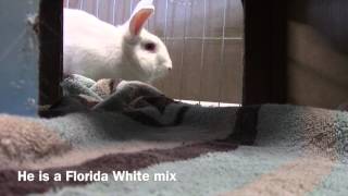 San Diego House Rabbit Society - Izzy