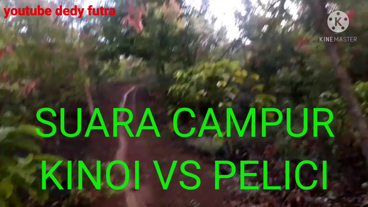 suara cucak kinoi vs pelici
