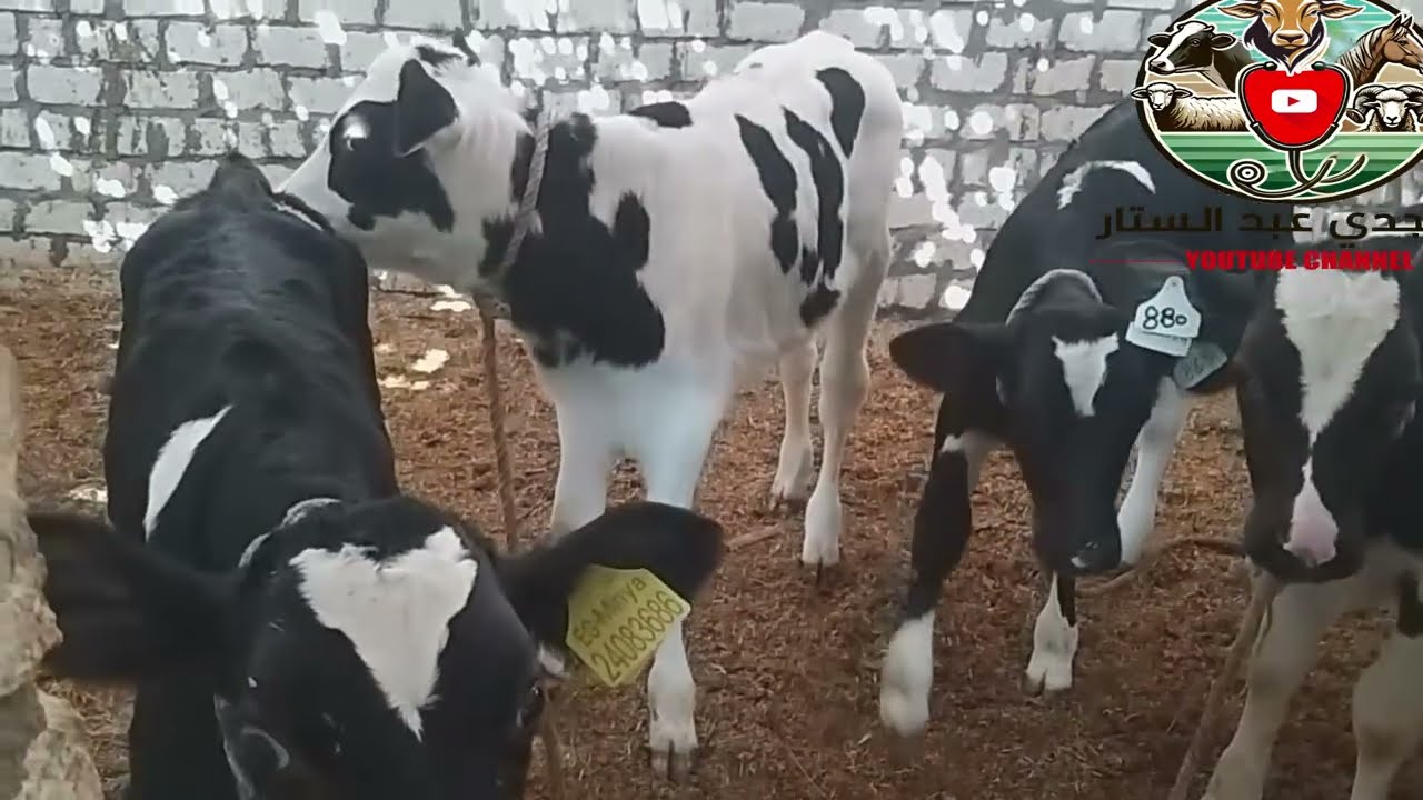 Bahariya Oasis دراسه جدوي مشروع انتاج حيواني بالواحات البحرية بمليون ونص