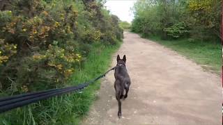 Dog Walking With Bike