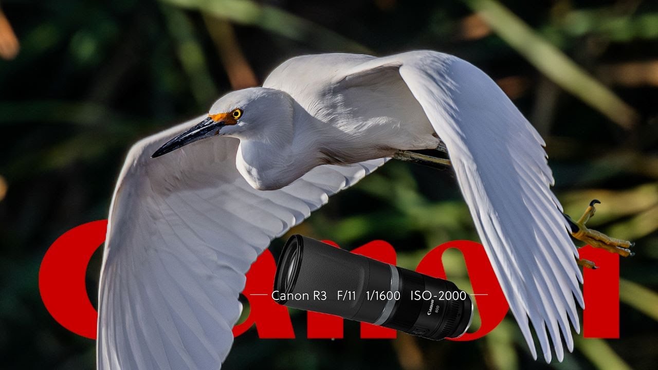 800mm Is My Favorite Focal Length For Wildlife The Canon RF 800mm F 11 800mm Is My Favorite Focal Length For Wildlife The Canon RF 800mm F 11